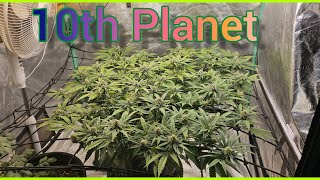 10th Planet week 4 of flower - The Friendly Grower