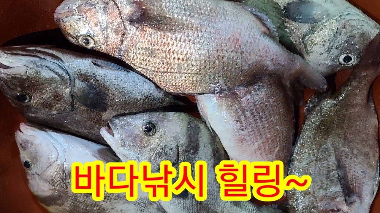 궁평항 바다 낚시터로 감자고구마수확기 만들고 지쳐 하루 쉬다 왔습니다 참돔,돌돔,돗돔