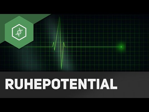 Video: Ist Gleichgewichtspotential gleich Ruhepotential?