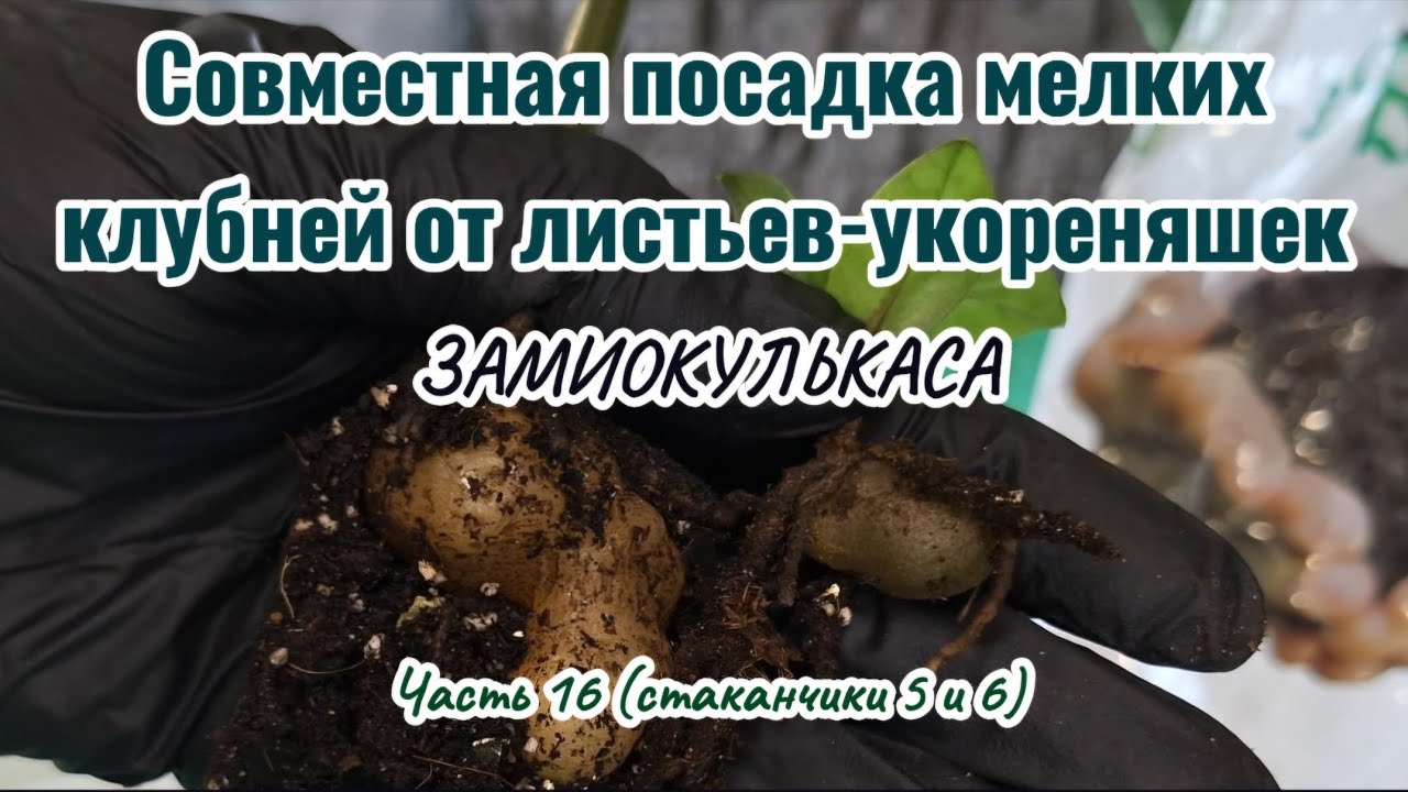 Замиокулькас.Ч.16: Ускоряем рост! Совместная посадка мелких клубней из стаканов 5 и 6! 23.02.26г.