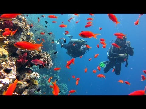 Video: Mısır'da Balık