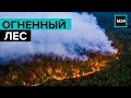 В режиме ЧС: лесные пожары в России. "Специальный репортаж" - Москва 24