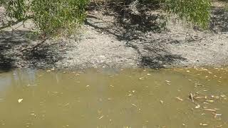 Kimberley crocodile stuck in small drying up waterhole 2