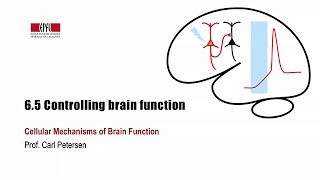 6.5 Controlling brain function