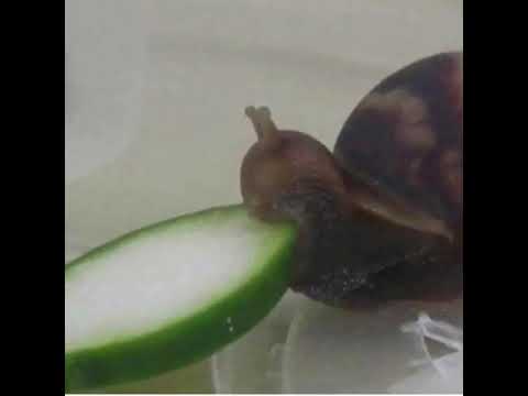 cucumber-snail-(i-want-you-back-snail)