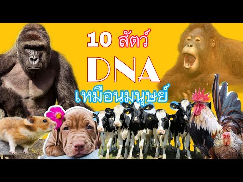 วีดีโอ: สัตว์ชนิดใดมี DNA ใกล้เคียงกับมนุษย์มากที่สุด?