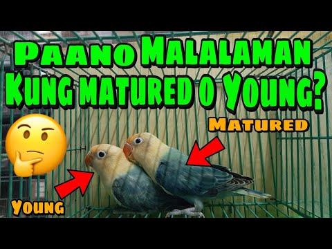 Video: Paano Makilala Ang Mga Lovebird Parrot