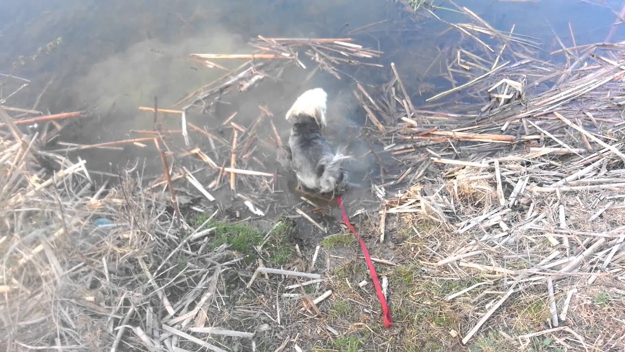 Springtime in Rumourville