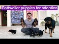 FINALLY! ROTTWEILER PUPPIES ARE AVAILABLE | K.C.I Registered | Rottweiler Puppy price in India