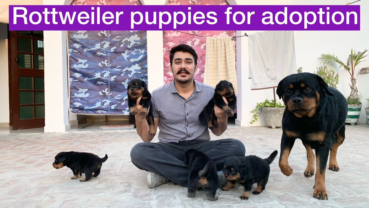 FINALLY! ROTTWEILER PUPPIES ARE AVAILABLE  Registered | Rottweiler  Puppy price in India - YouTube