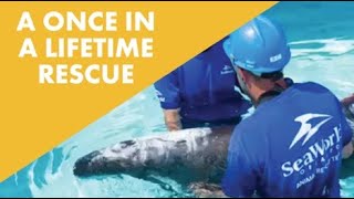 SeaWorld Helps Rare Stranded Pygmy Killer Whale