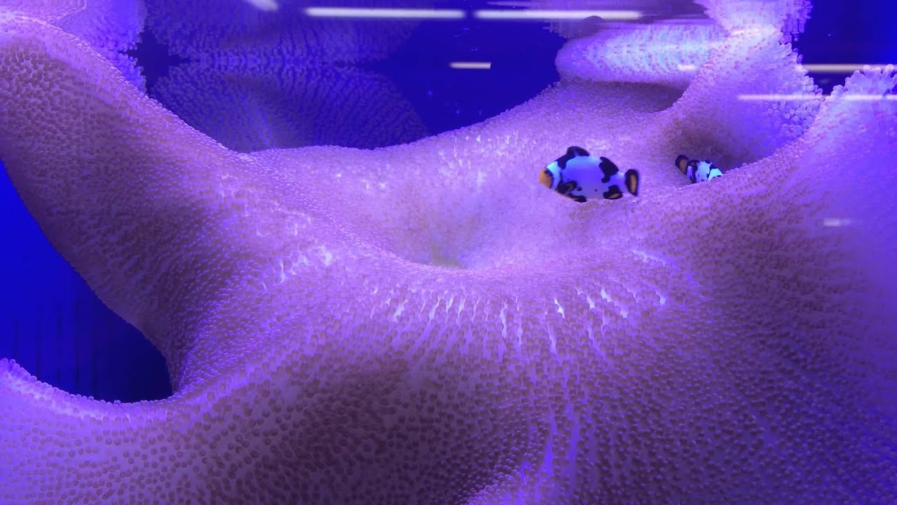 Carpet anemone hosting clownfish at liveaquaria - YouTube
