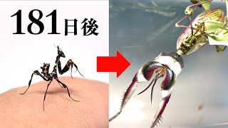 大好きなカマキリを半年間大切に育てた結果