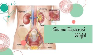 SISTEM EKSKRESI Part 1 || ORGAN EKSKRESI : GINJAL #biologismakelas11 #sistemekskresi