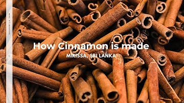How Ceylon cinnamon is made