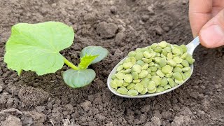 Never Plant Cucumbers Without It! Throw It in the Hole When Planting Cucumbers in the Soil!