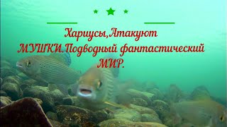 Рыбалка/Хариусы атакуют МУШКУ/Отборные КАБАНЧИКИ/Поклевки под ВОДОЙ!