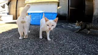 【今週のボツ動画】短い野良猫動画まとめて公開2021/10/2w