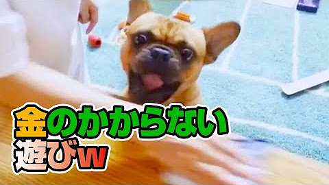 イッヌドットライフ Youtube