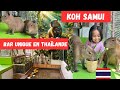 Nouveaut unique  koh samui capybara coffee  venez rencontrer le plus gros rongeur damazonie 