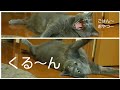 くる~ん (ロシアンブルー RussianBlue)