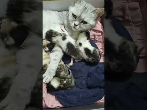 По сути вкусно... #котята #новорожденныйкотёнок #милота #котвладошке #котёнок