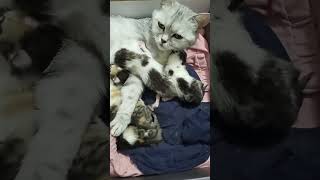 По сути вкусно... #котята #новорожденныйкотёнок #милота #котвладошке #котёнок