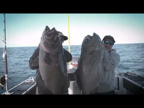 Daiwa Electric Fishing