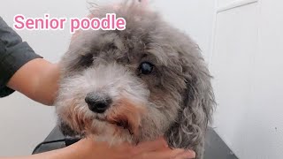 It's not easy to groom old poodle