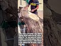 수십 년 된 소나무 원목을 단숨에 자르는 쾌감 #worker #process #satisfying #asmr #tools