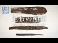 昆布の種類 - A wide variety of “Kelp" -｜日本さばけるプロジェクト（海と日本プロジェクト）