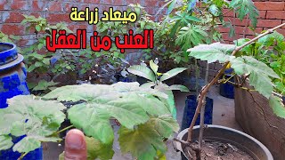 ميعاد زراعة العنب من العقل | زراعة الاسطح