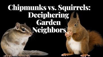 Chipmunk vs Squirrel | Deciphering Garden Neighbors