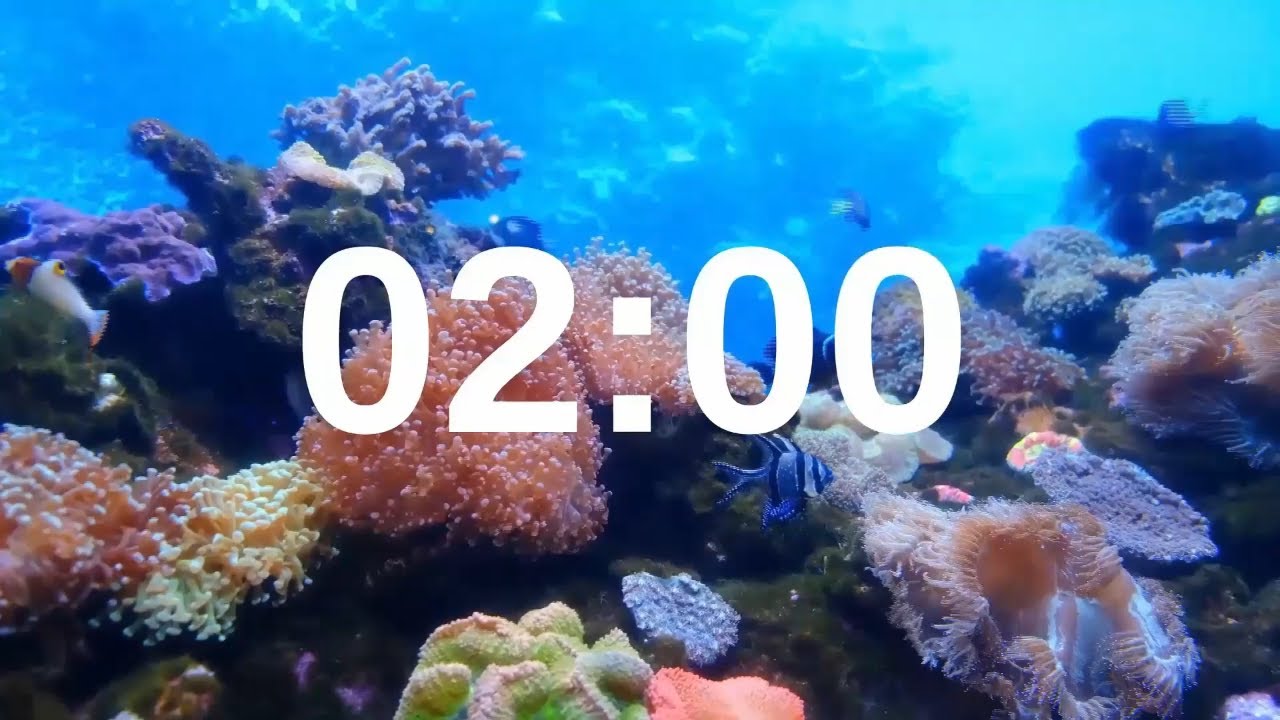 2 Minute Timer Relaxing Music Lofi Fish Background 2 Minute Timer Relaxing Music Lofi Fish Background
