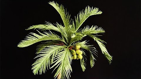 ABC TV | How To Make Coconut Tree From Crepe Paper - Craft Tutorial