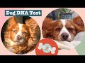 Oscar Gets a Doggy DNA Test! Can You Guess This Rescue Dog&#39;s Breed? | Ancestry.Dog | Daily Paws
