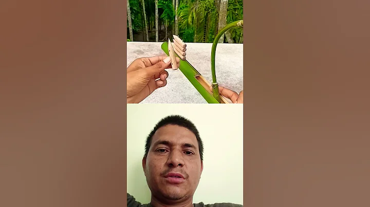diy bamboo slingshots with slingel bamboo stick #slingshots #bambooart #bamboo #bamboorod