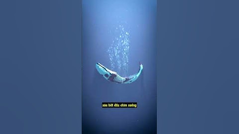 Sau khi cá voi chết sẽ xảy ra chuyện gì? #shorts