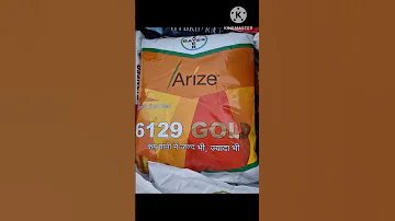 Hybrid Rice Seed 6129 Gold Farming 