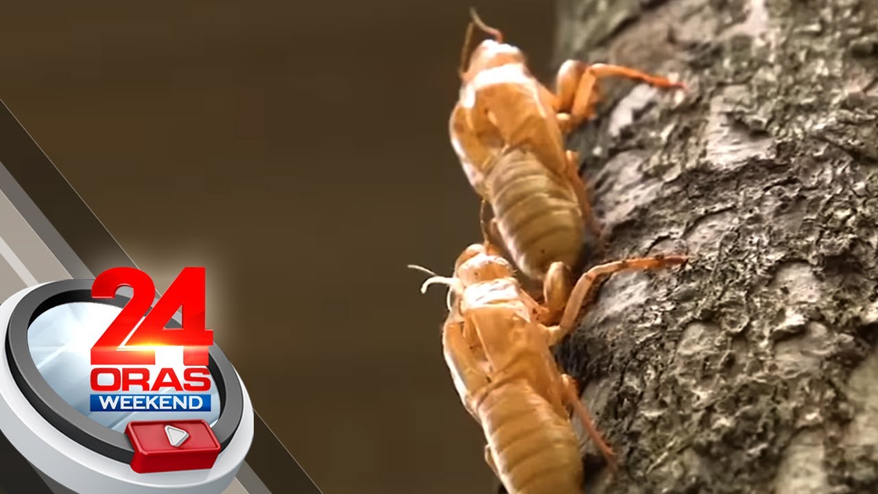 Mga pulis sa isang kampo sa Rizal, nababasa raw ng umiihing cicada o ...