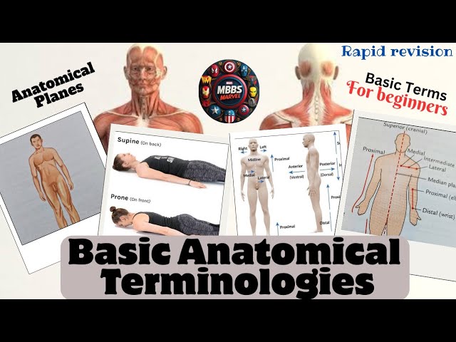 Basic Anatomical Terms । Anatomical Planes। Beginner's guide । General Anatomy। MBBS Marvel