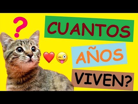 Video: Cuantos Años Viven Los Gatos