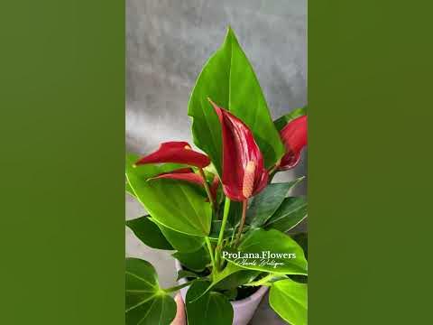 Антуриум Триллион Ред / Trillions Red. #anthurium #антуриум #ароидные ...