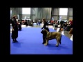 International dog show Brno - mastin espanol