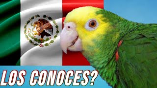 LOROS de MÉXICO!!  22 ESPECIES de Loros que viven en México! Las CONOCES??