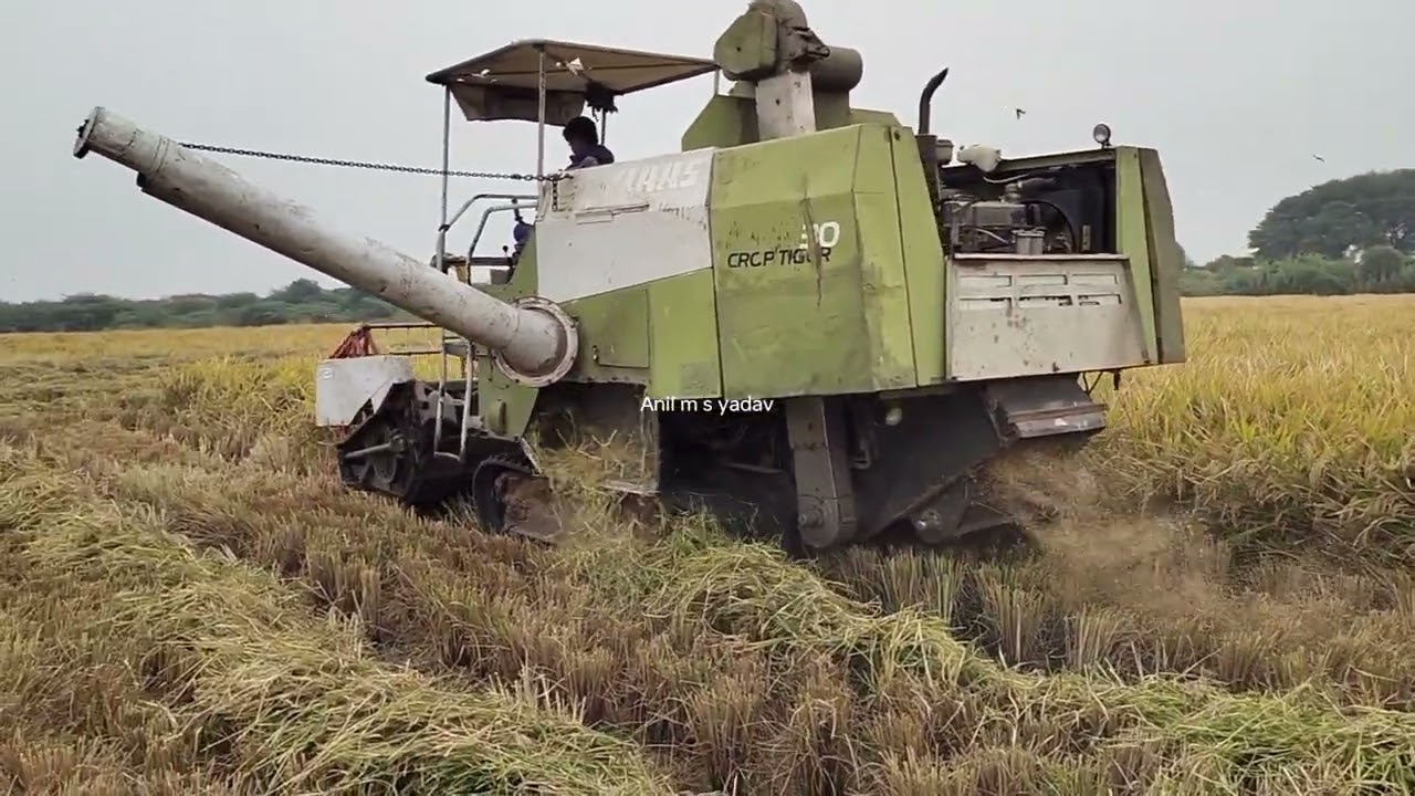 ನೆಲ್ಲು ಕೊಯ್ಯುವ ಮಿಷನ್ #kannada #viralvideo #haridwar #mystery #food #fishing #trending #cooking #dbos