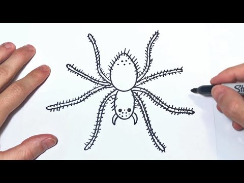 Video: Cómo Dibujar Una Tarántula