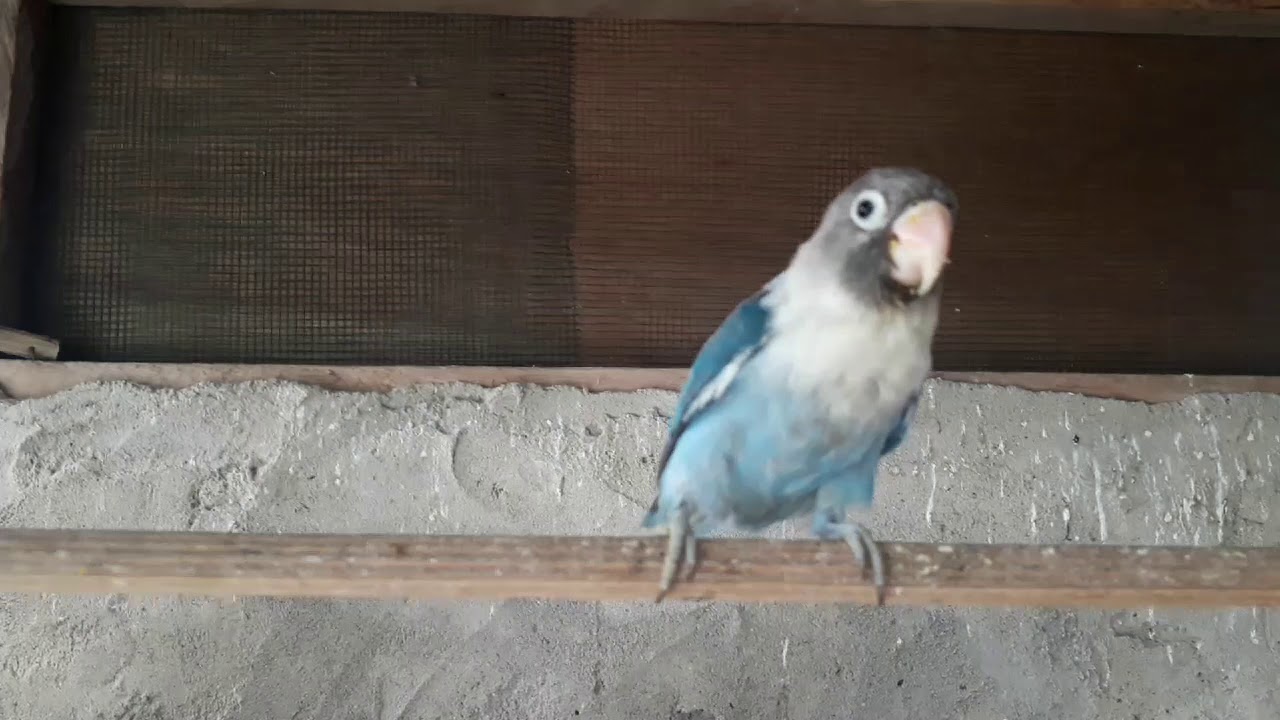 belajar ternak burung lovebird 