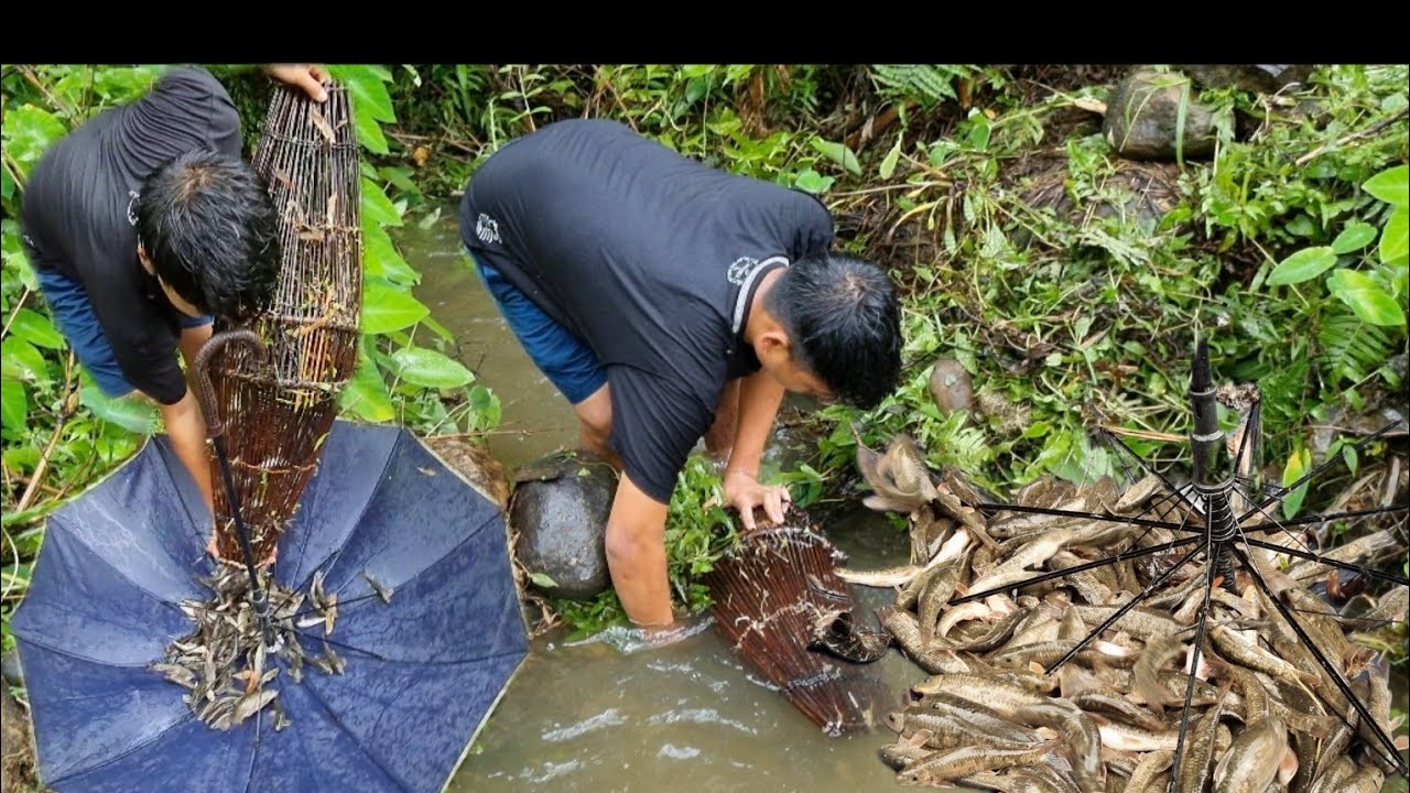 Fishing with Traditional Bamboo Trap EP:2|Fishing in Arunachal Pradesh|Kimin