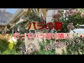 バラの家に行ってバラ苗を購入　我が家のバラ